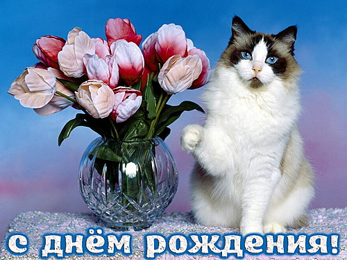 Нажмите на изображение для увеличения. 

Название:	Открытка с Днем Рождения, животные, кот и букет тюльп.jpg 
Просмотров:	116 
Размер:	194.3 Кб 
ID:	10388