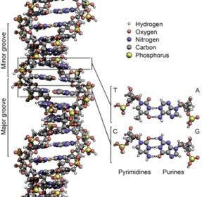 Название: 340px-DNA_Structure+Key+Labelled_pn_NoBB.jpg
Просмотров: 408

Размер: 39.9 Кб