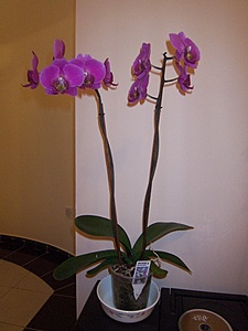 Нажмите на изображение для увеличения. 

Название:	My orchids 1.jpg 
Просмотров:	361 
Размер:	66.4 Кб 
ID:	593