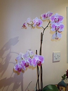 Нажмите на изображение для увеличения. 

Название:	My orchids 2.jpg 
Просмотров:	514 
Размер:	67.0 Кб 
ID:	594