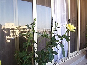 Нажмите на изображение для увеличения. 

Название:	Yellow roses.JPG 
Просмотров:	450 
Размер:	43.0 Кб 
ID:	596