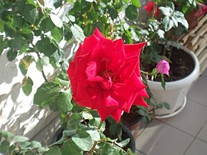Нажмите на изображение для увеличения. 

Название:	Red rose.jpg 
Просмотров:	365 
Размер:	44.6 Кб 
ID:	597