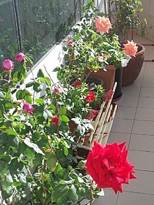 Нажмите на изображение для увеличения. 

Название:	Roses on a balcony.jpg 
Просмотров:	503 
Размер:	56.5 Кб 
ID:	598