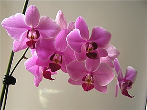 Нажмите на изображение для увеличения. 

Название:	118818279_3240047_falenopsis.jpg 
Просмотров:	508 
Размер:	40.6 Кб 
ID:	8585