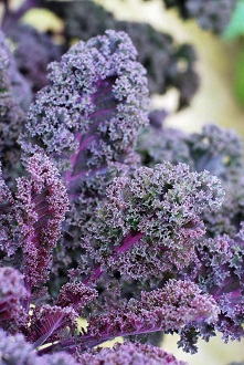 Название: vegetables-kale-scarlet.jpg
Просмотров: 894

Размер: 47.2 Кб