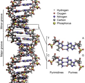 Название: 340px-DNA_Structure+Key+Labelled_pn_NoBB.jpg
Просмотров: 113

Размер: 39.9 Кб